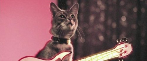 Holy Fuck Kitten Bowl