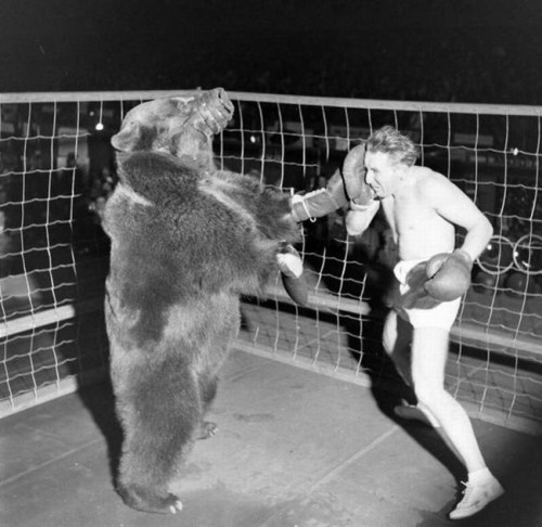 A bear fighting a human