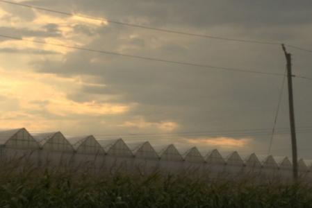 Ontario greenhouses